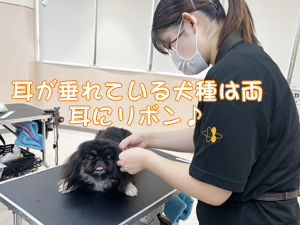 リボンの下地、ラッピングを強化！